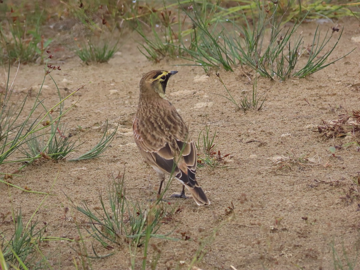 Horned Lark - ML642546932