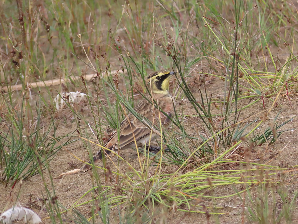Horned Lark - ML642546934