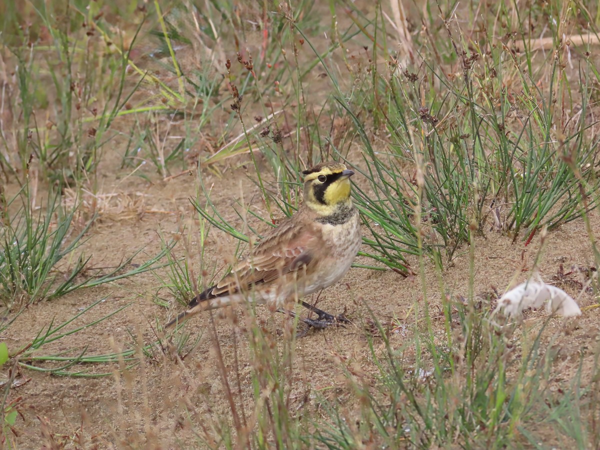 Horned Lark - ML642546936