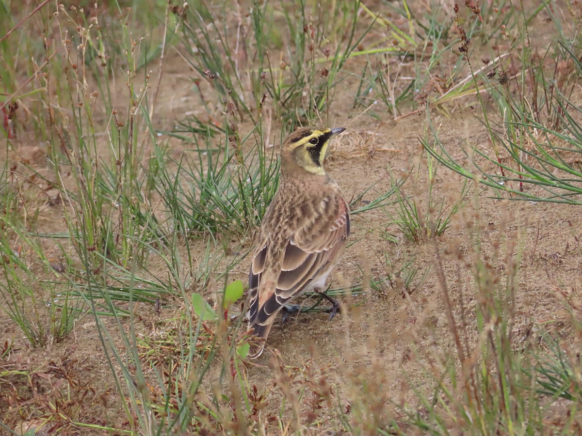 Horned Lark - ML642546938