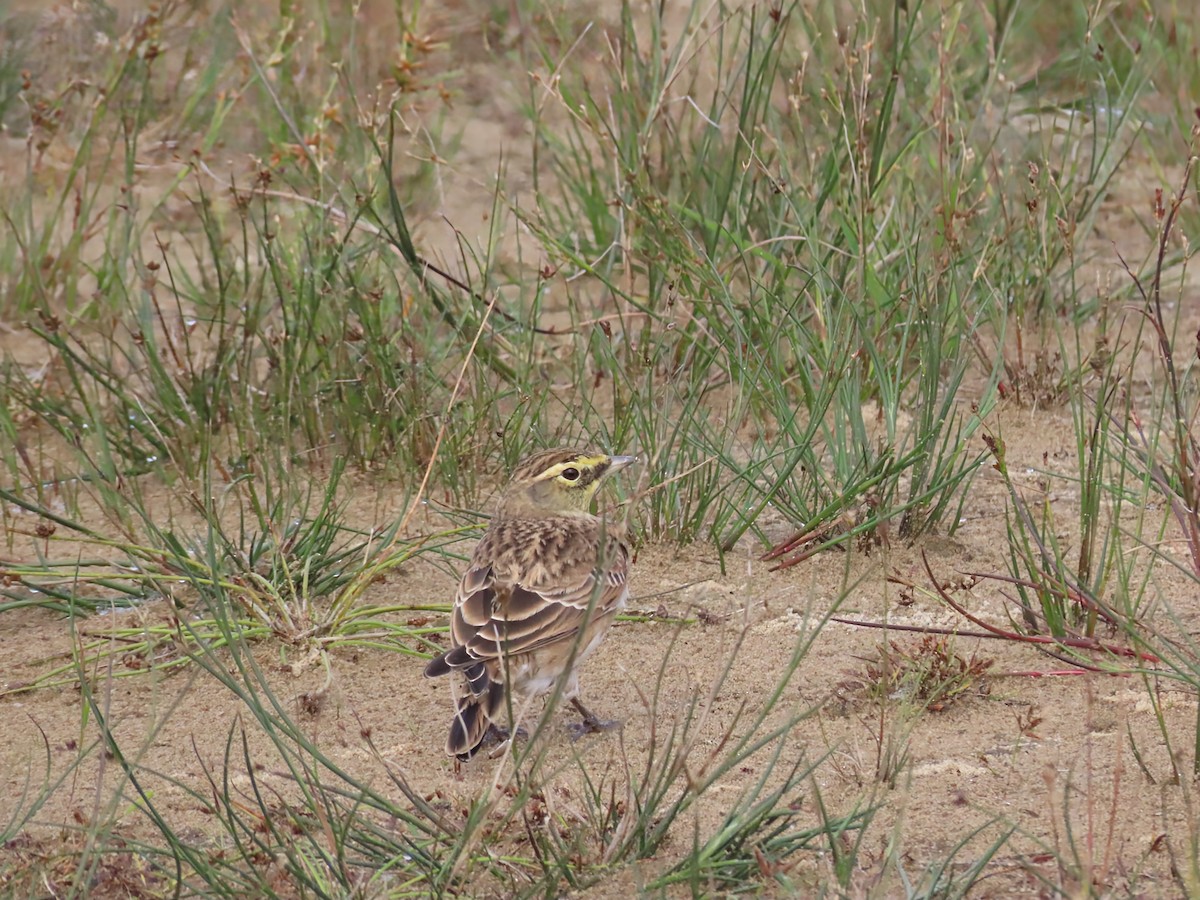 Horned Lark - ML642546942