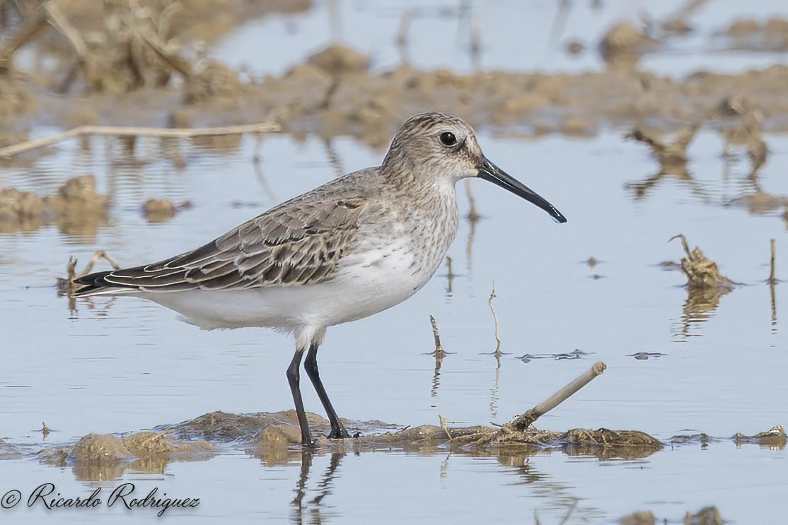 Dunlin - ML642546963