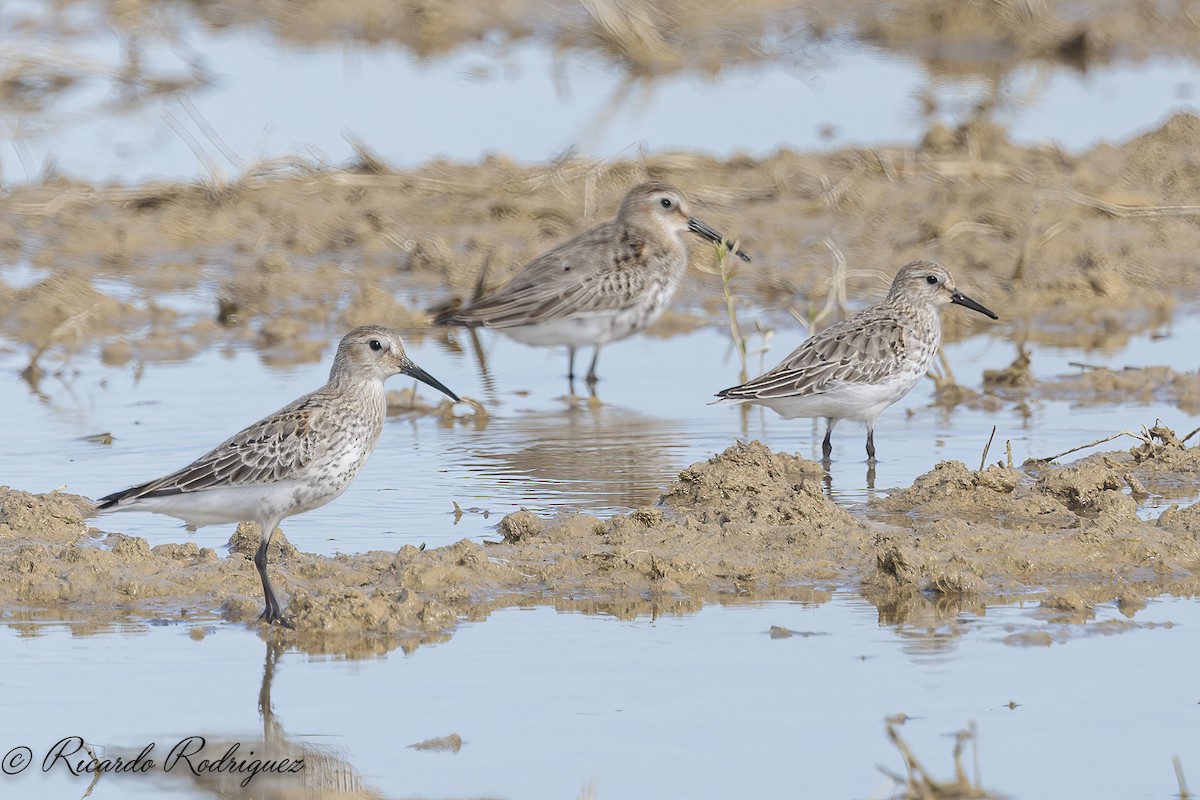 Dunlin - ML642546964