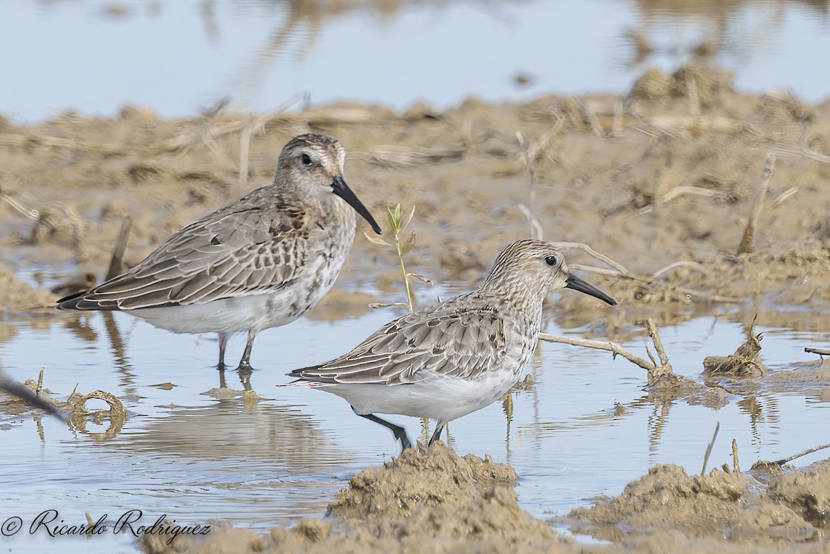Dunlin - ML642546965
