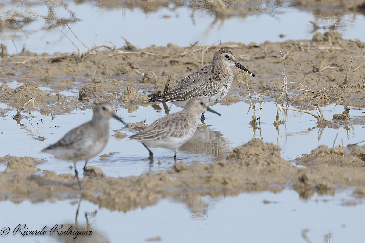 Dunlin - ML642546966