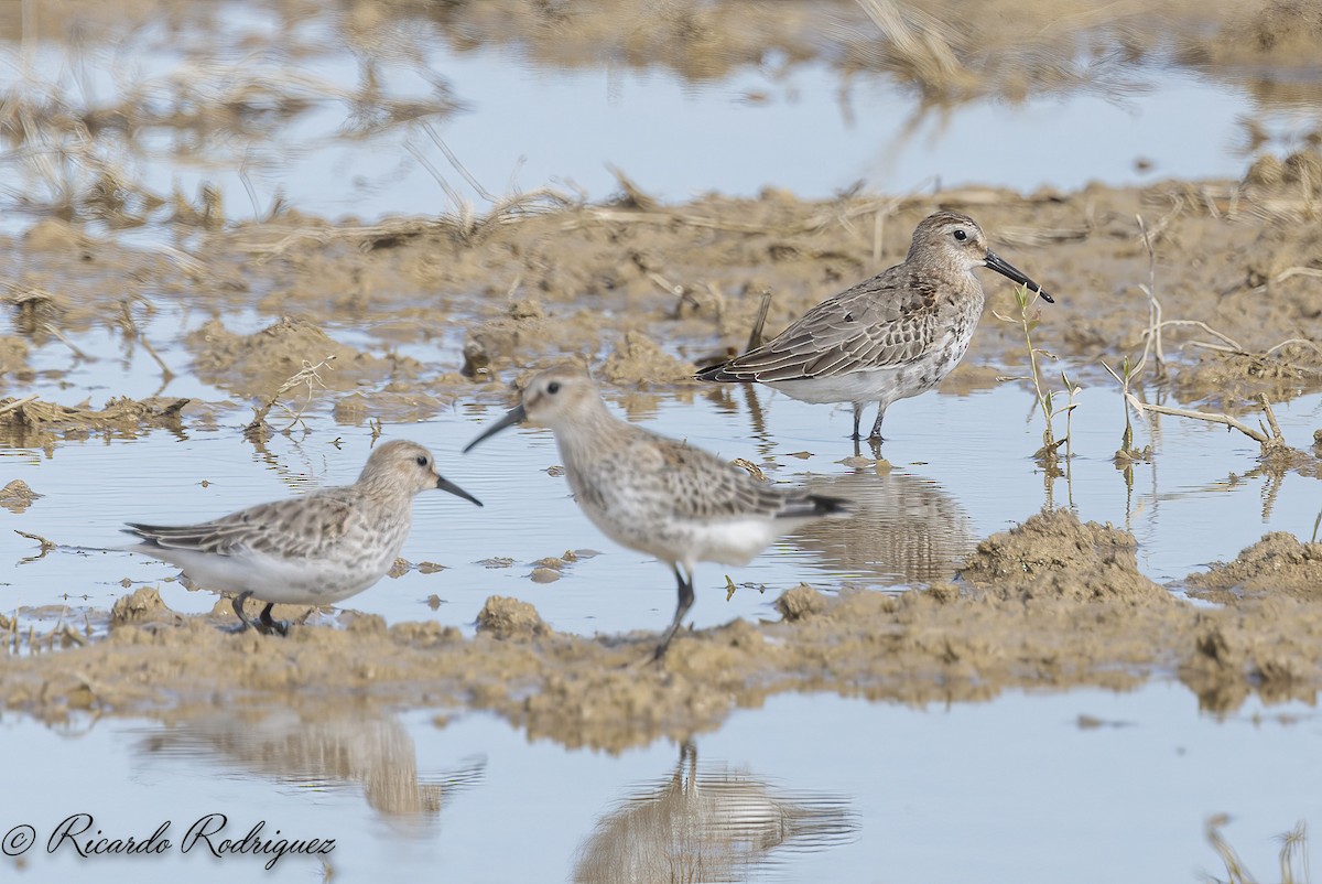 Dunlin - ML642546967
