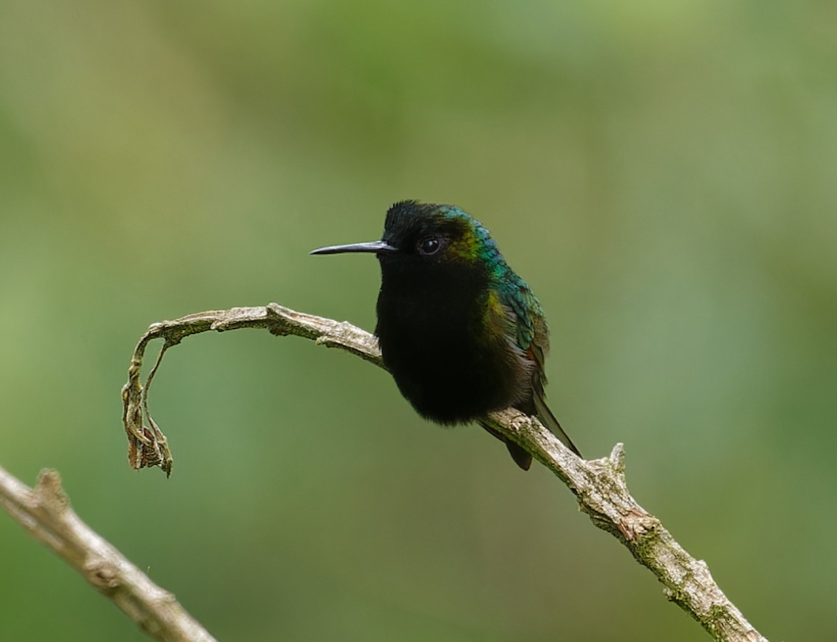 Black-bellied Hummingbird - ML642546976