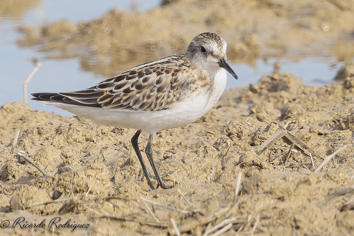 Little Stint - ML642547008