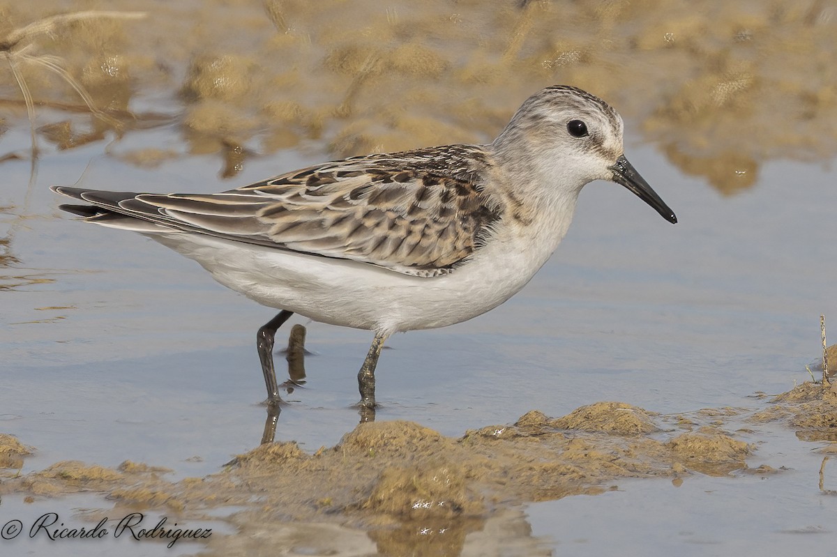 Little Stint - ML642547009