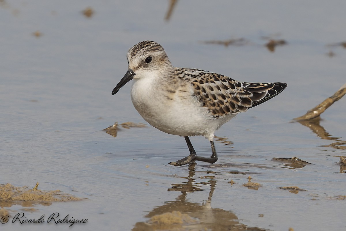 Little Stint - ML642547010