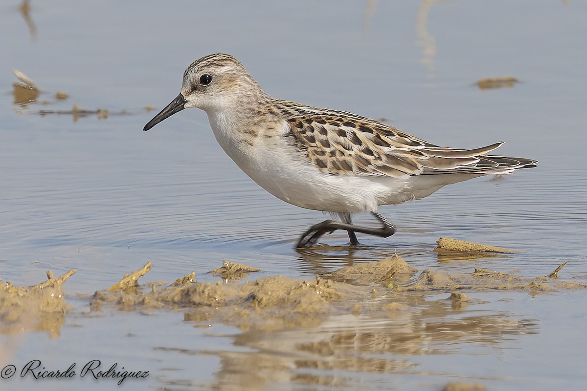 Little Stint - ML642547011