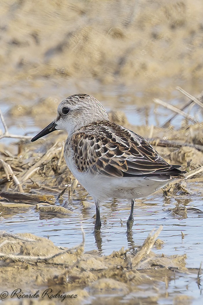 Little Stint - ML642547014
