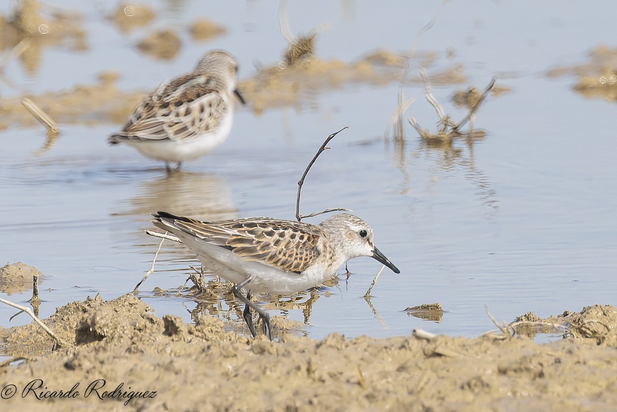 Little Stint - ML642547015