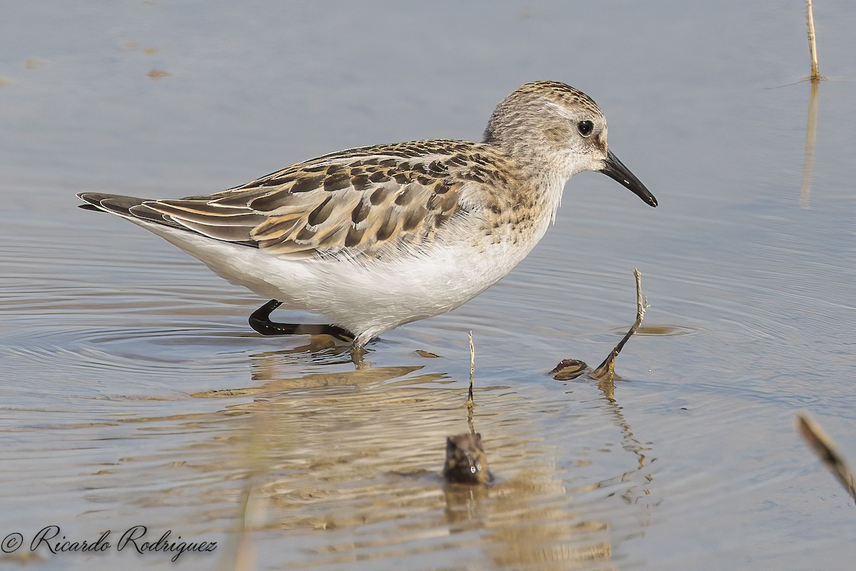 Little Stint - ML642547016