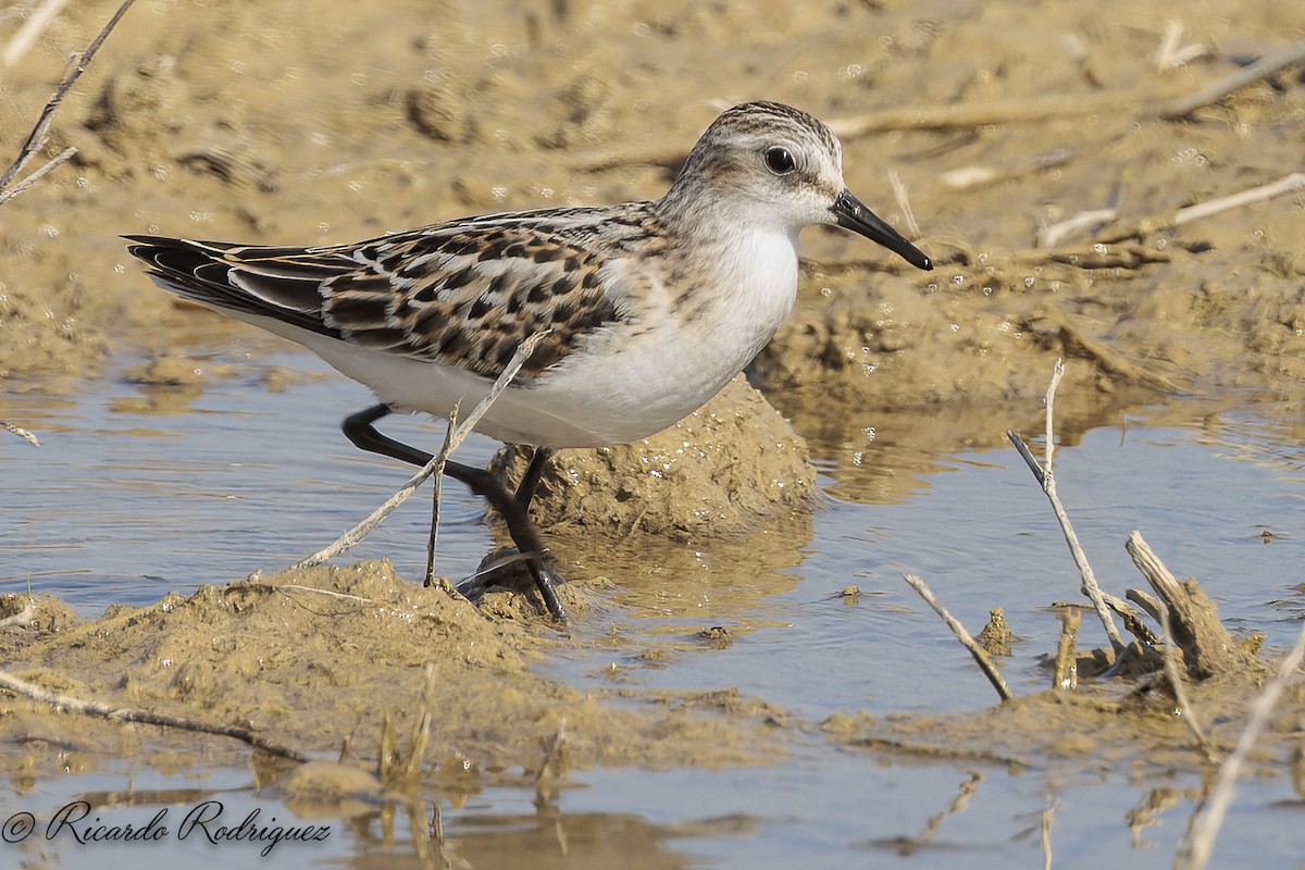 Little Stint - ML642547017