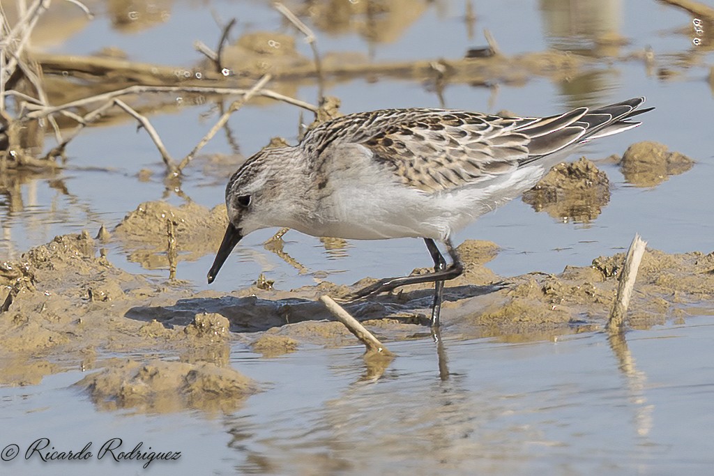 Little Stint - ML642547018