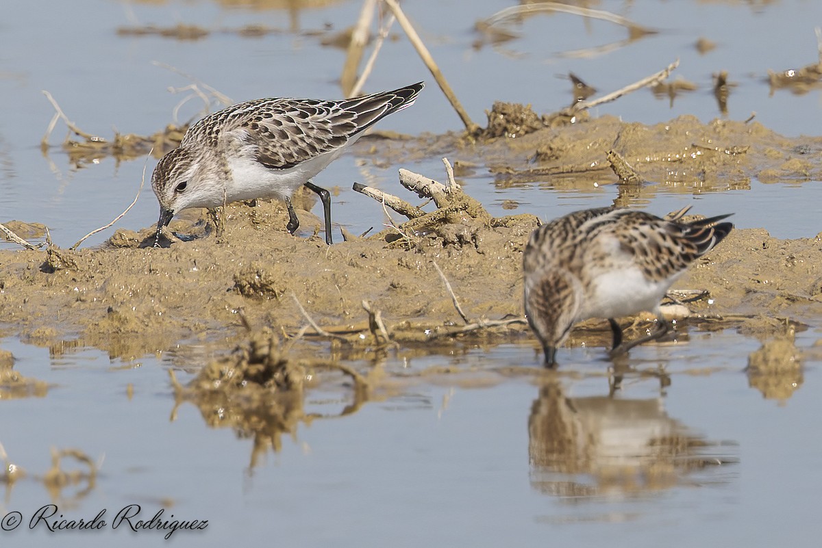 Little Stint - ML642547019