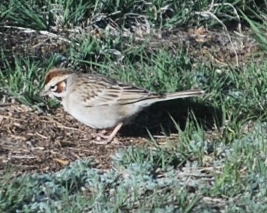 Lark Sparrow - ML642547043