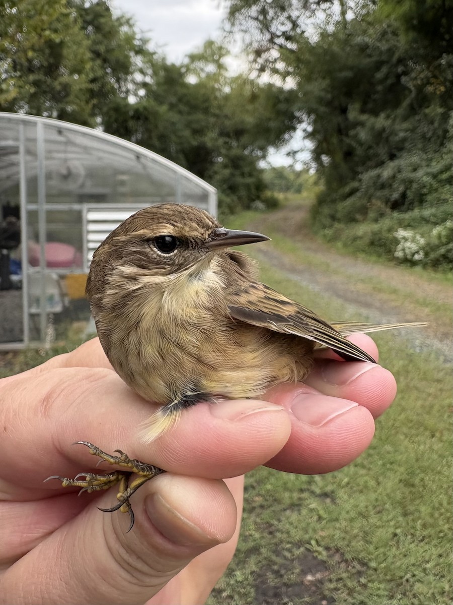 Palm Warbler (Western) - ML642547044