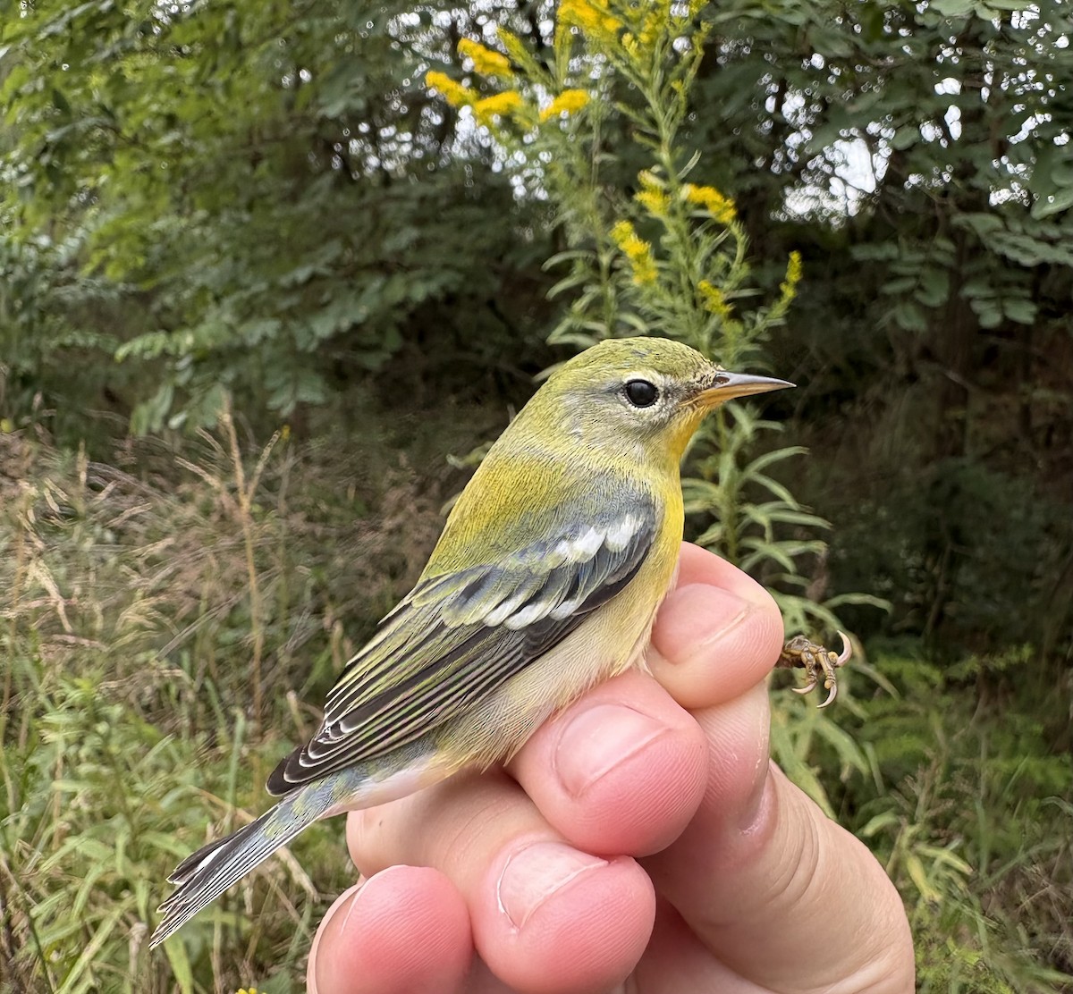 Northern Parula - ML642547049