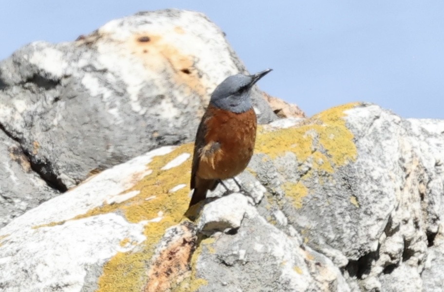 Cape Rock-Thrush - ML642547063