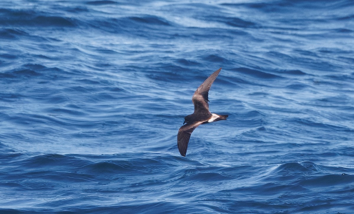Townsend's Storm-Petrel - ML642547075