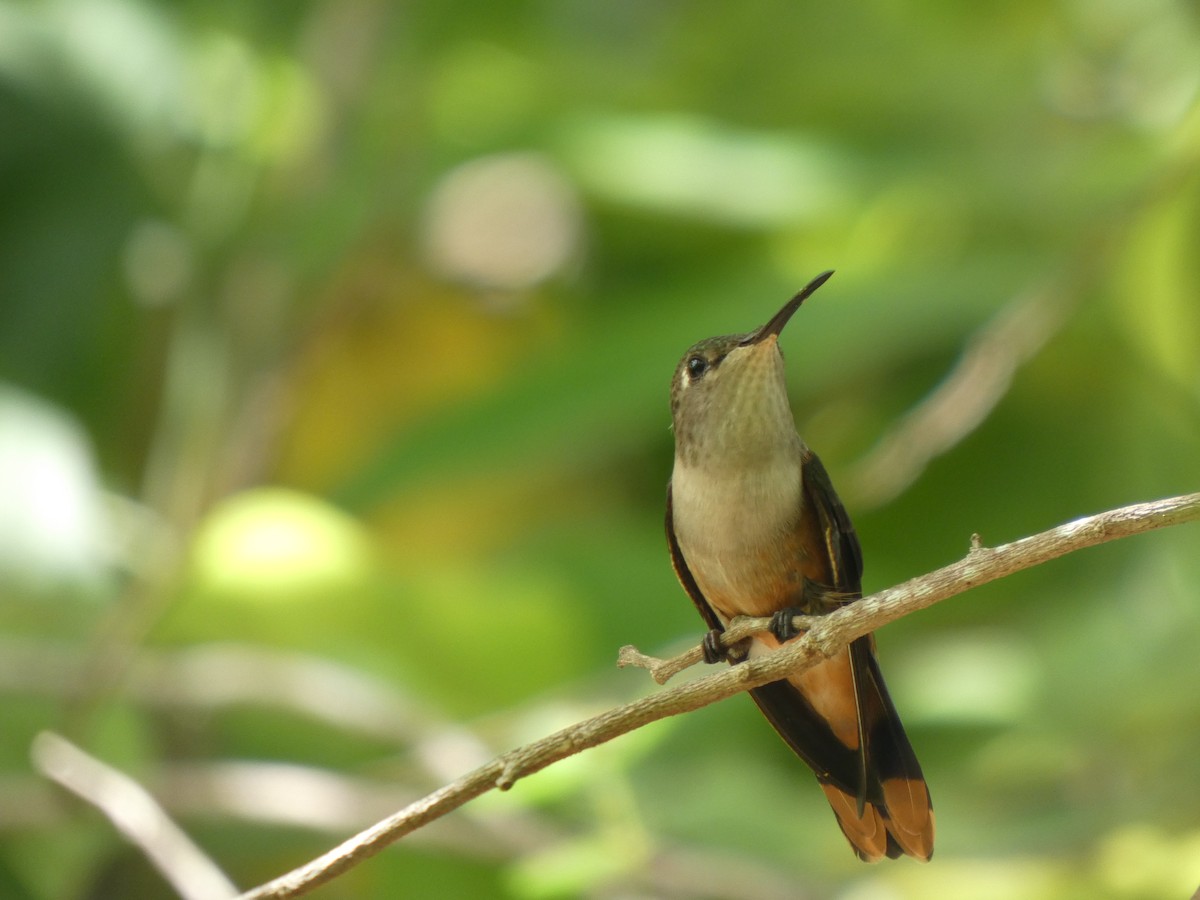 bahamaskolibri - ML642547087