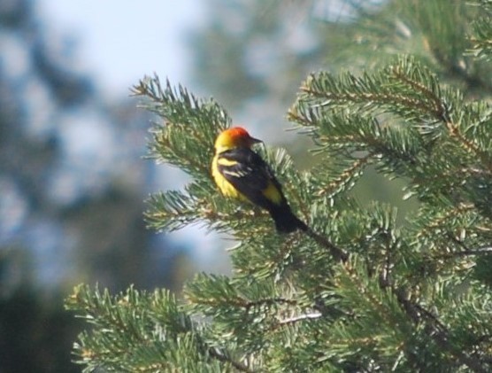 Western Tanager - ML642547095