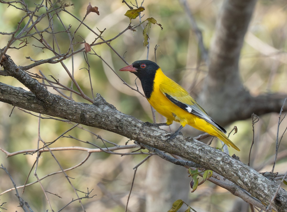 African Black-headed Oriole - ML642547097