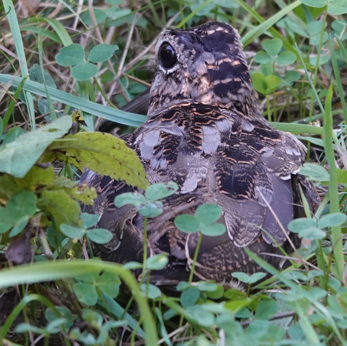 American Woodcock - ML642547120
