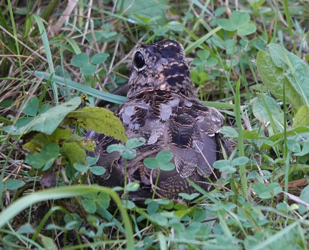 American Woodcock - ML642547122