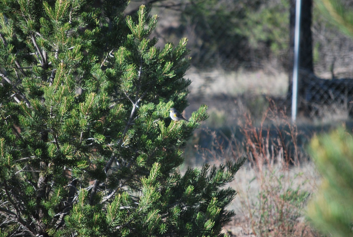 Yellow-rumped Warbler - ML642547129