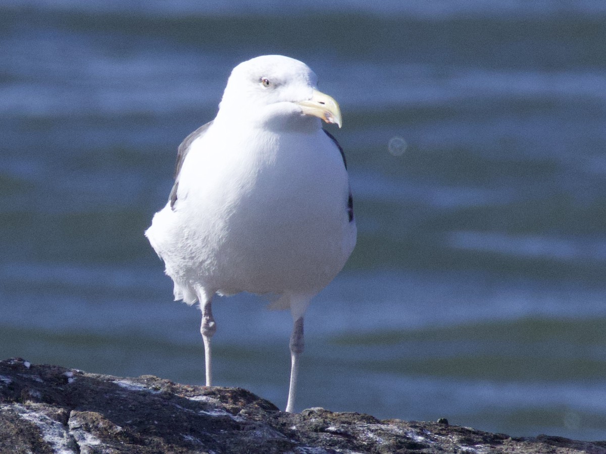 Great Black-backed Gull - ML642547142