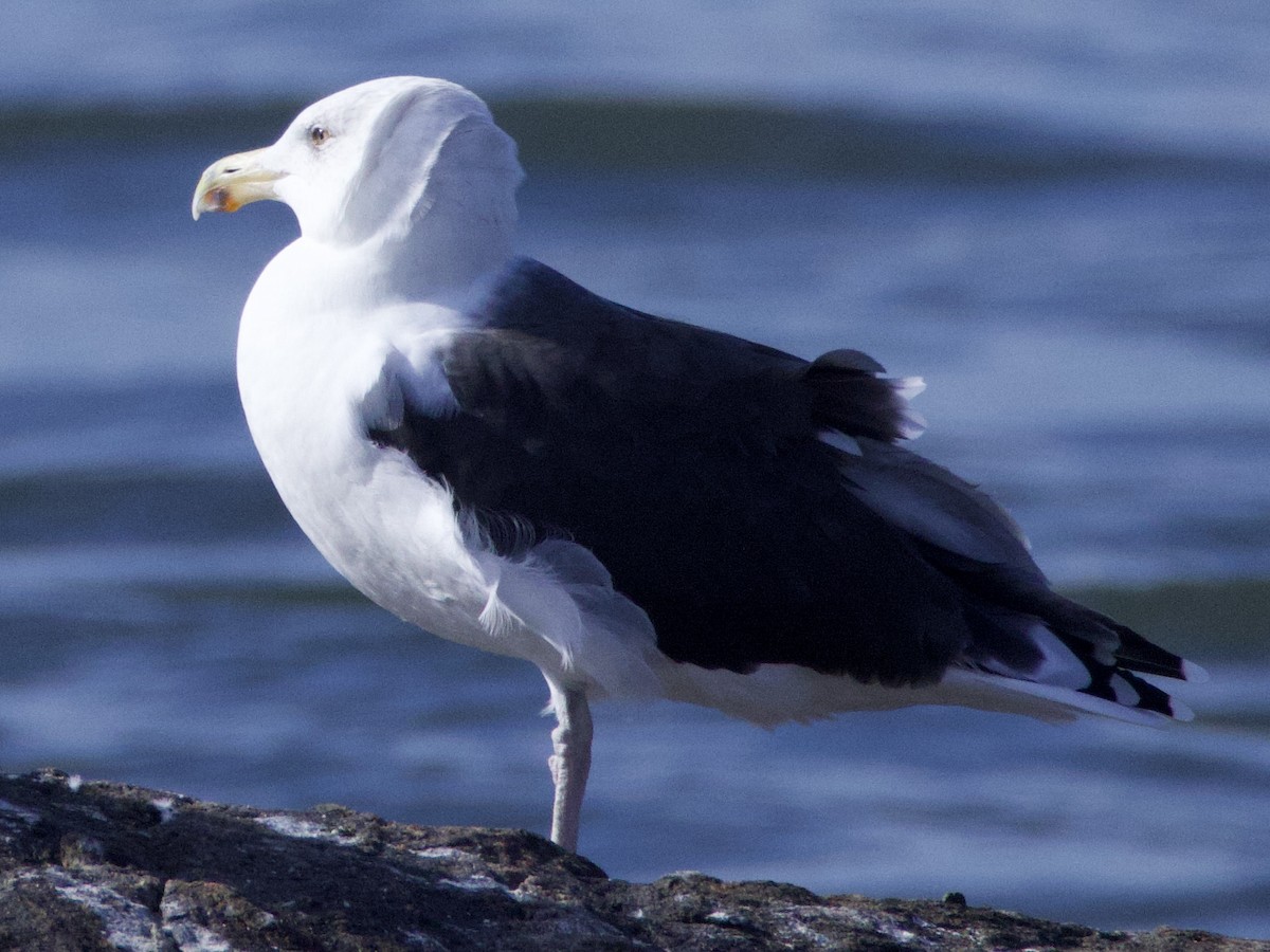 Great Black-backed Gull - ML642547143