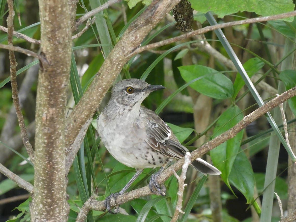 Bahama Mockingbird - ML642547148