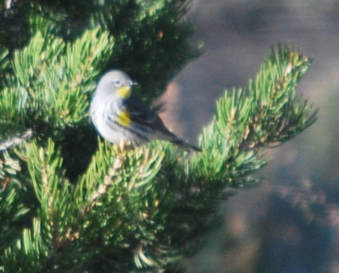 Yellow-rumped Warbler - ML642547150