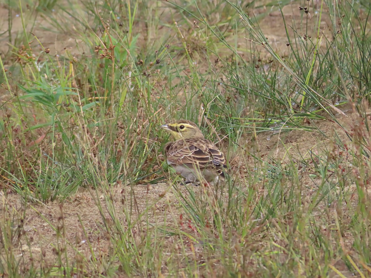 Horned Lark - ML642547156