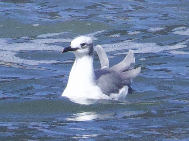 Laughing Gull - ML642547164