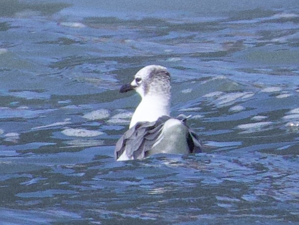 Laughing Gull - ML642547165