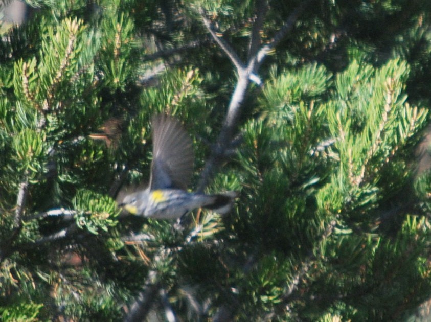 Yellow-rumped Warbler - ML642547166