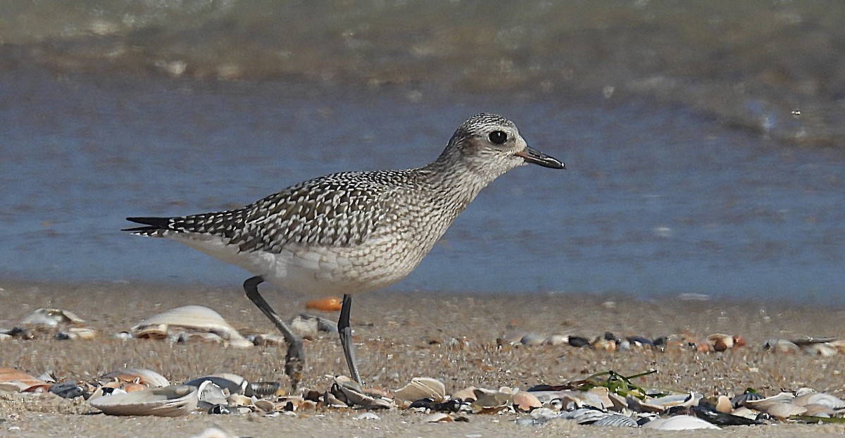 Black-bellied Plover - ML642547178