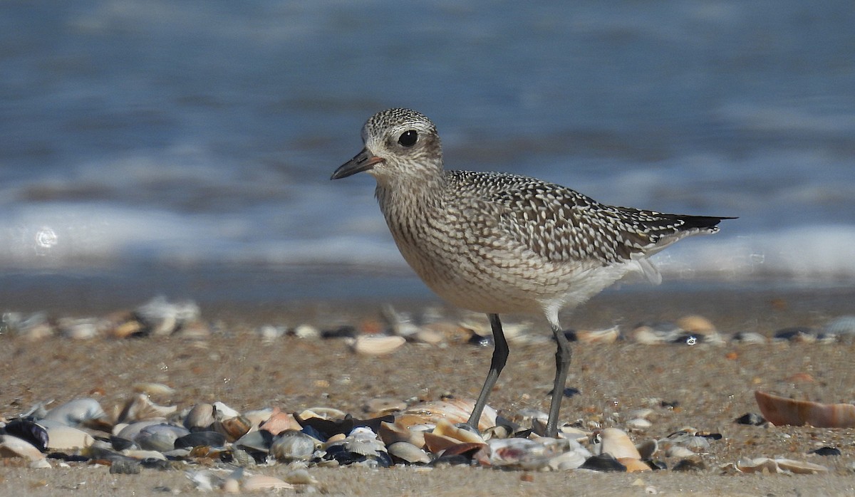 Black-bellied Plover - ML642547185