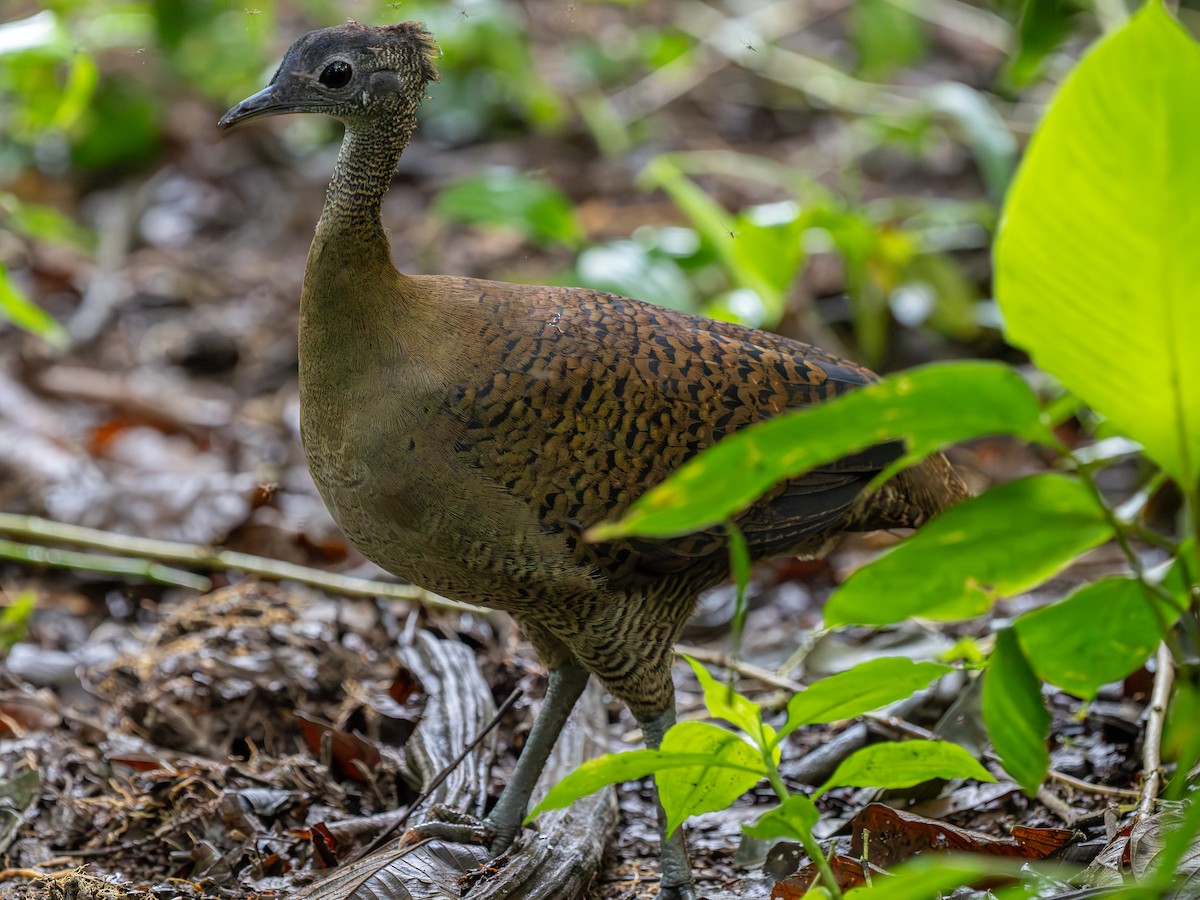 Great Tinamou - ML642547199