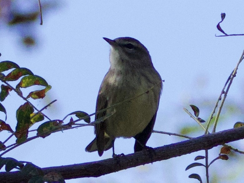 Palm Warbler - ML642547200