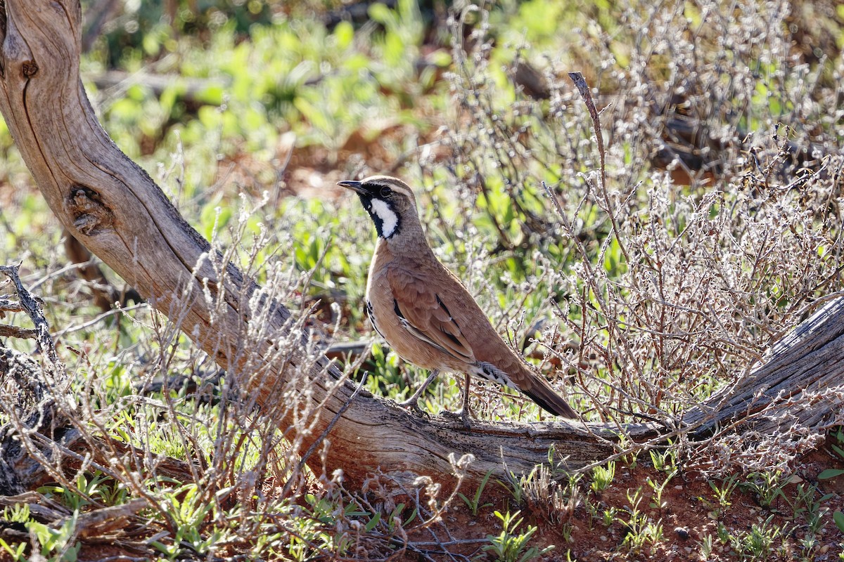 ニッケイウズラチメドリ - ML642547204