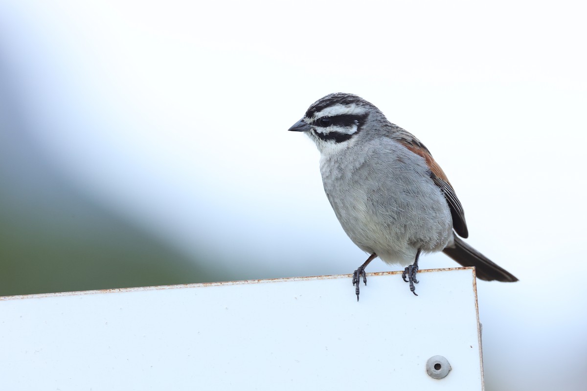 Cape Bunting (Cape) - ML642547215