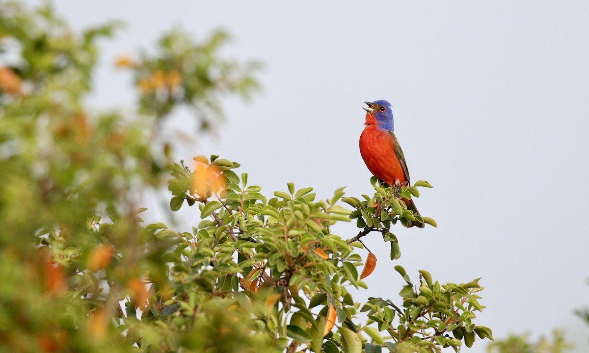 Painted Bunting - ML642547238