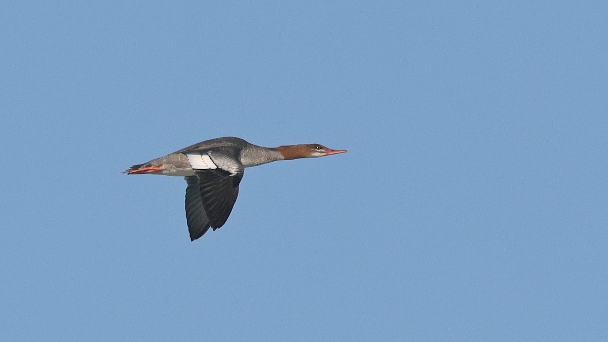 Common Merganser (North American) - ML642547239