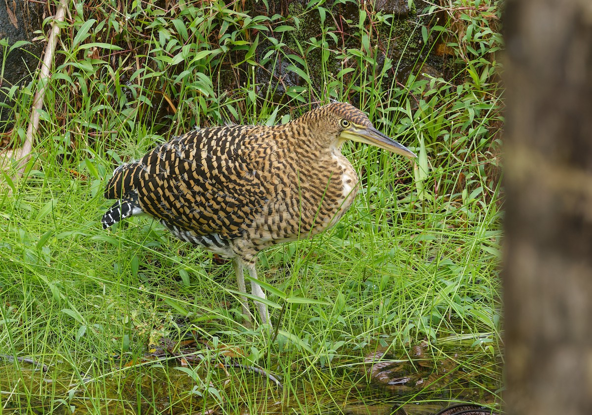 Bare-throated Tiger-Heron - ML642547244