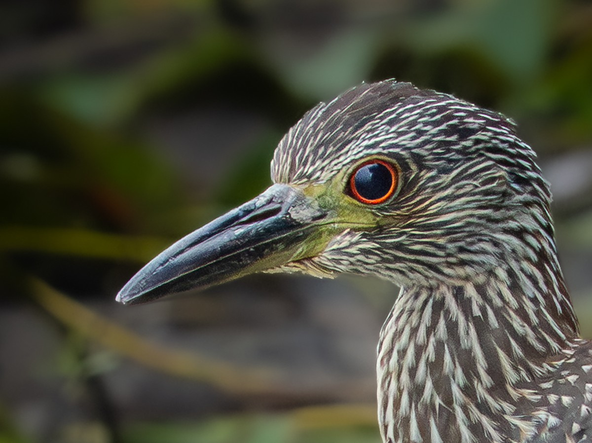 Yellow-crowned Night Heron - ML642547247